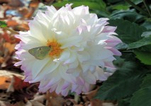 Bílý květ s malými Butterfly