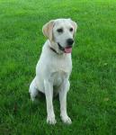 Labrador bílý pes 2
