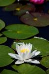 Branco lotus