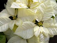 White Poinsettias