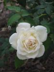 Fehér Rózsa