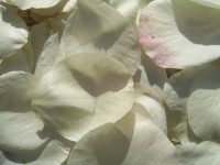 Pétales de roses blanches