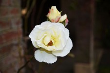 Les roses blanches et des bourgeons