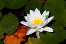Białych lilii wodnych