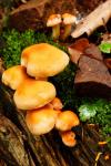 Wild mushrooms growing