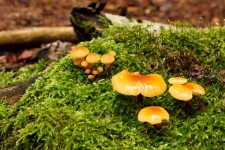 Funghi selvatici sul muschio
