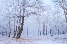 冬の森