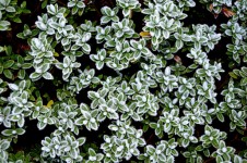 Vinter frost på växter