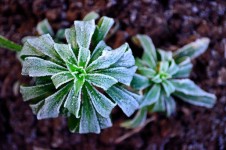 Inverno geada sobre as plantas