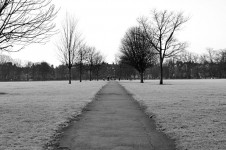 Winter rijp in het park