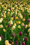 Gelb und lila Tulpen