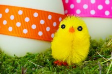 žlutá velikonoční kuřátko