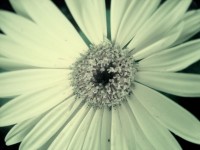 Galben floare Macro