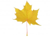 Maple Leaf Amarillo