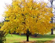 Yellow Maple Tree