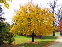 Galben Maple Tree