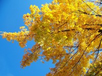 Amarillo ramas de los árboles de arce