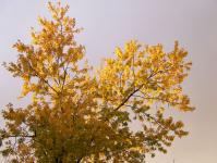 Yellow Maple gałęzie