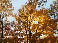 Yellow Maple gałęzie
