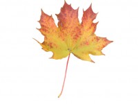 Galben Portocaliu Maple Leaf