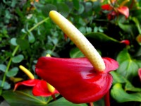 Желтый цветок красный