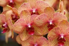 Yellow red orchids