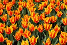 Tulipano giallo rosso di sfondo