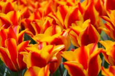 Gelb roten Tulpen