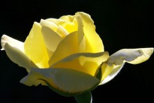 Rosa amarela