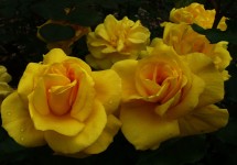 Les roses jaunes