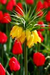 Gelbe Tulpe mit roten Tulpen