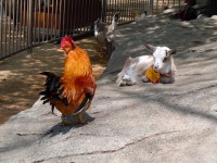 Jonge geit en kippen
