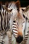 Testa di Zebra