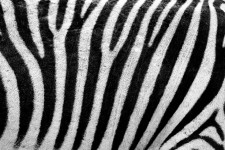 Zebra Textur