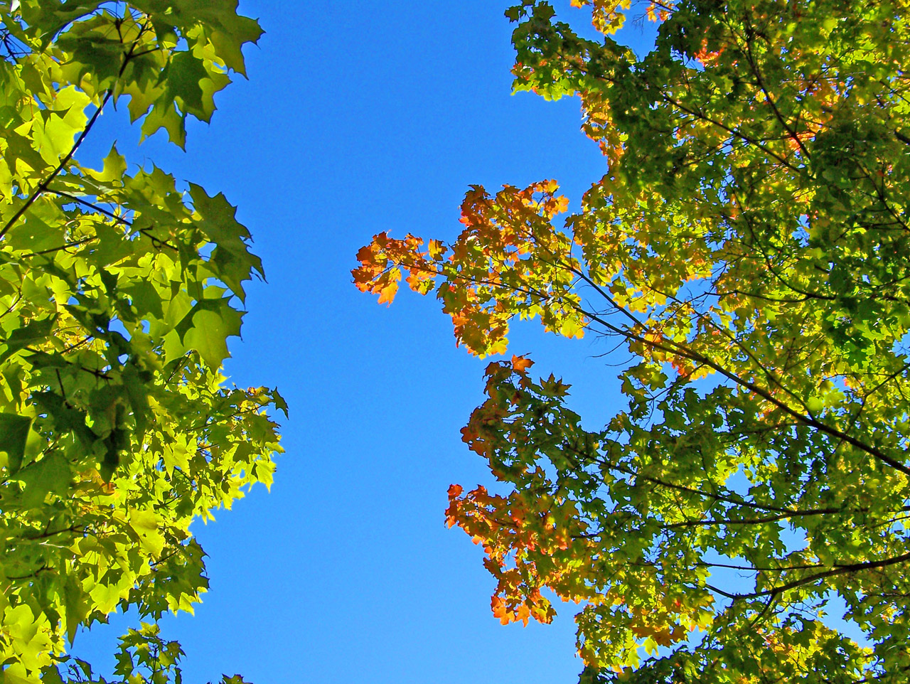 秋叶和蓝天