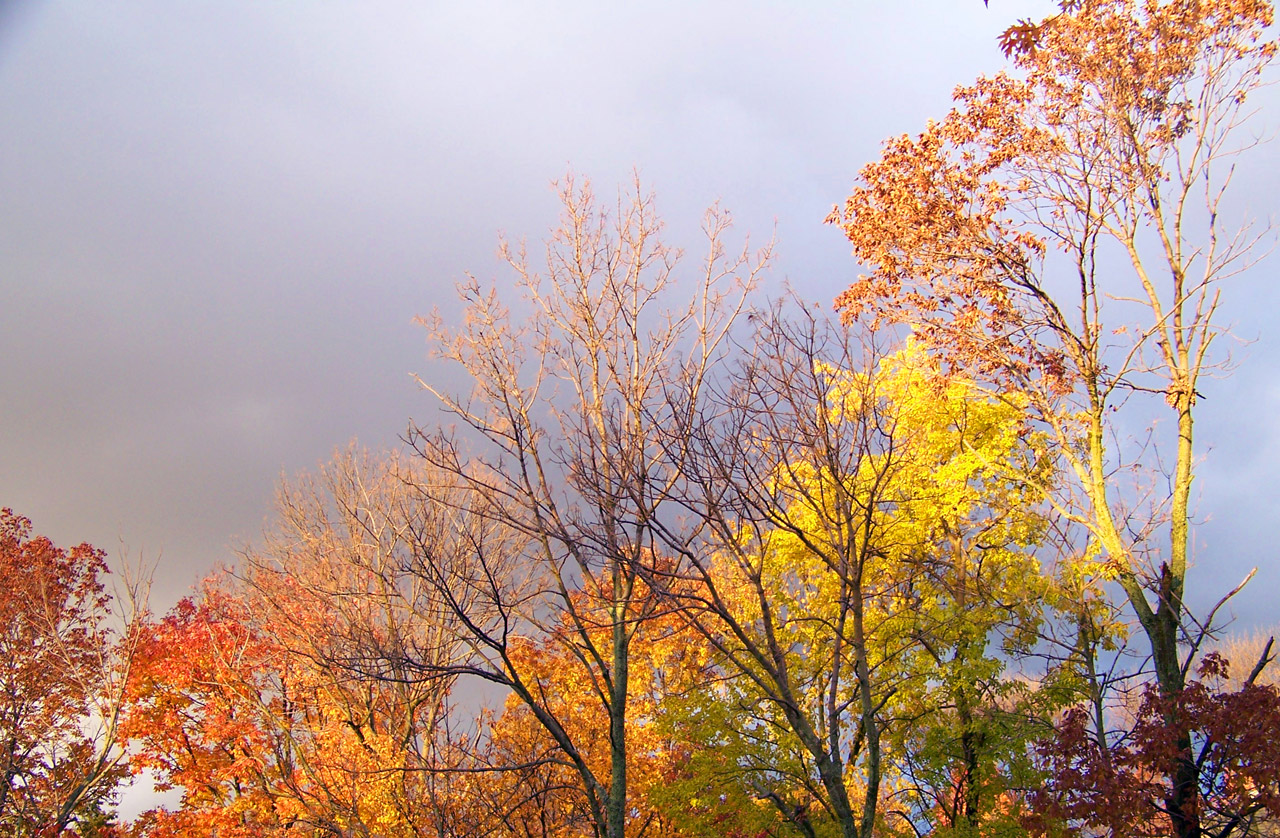 El otoño los árboles y las nubes amenaza