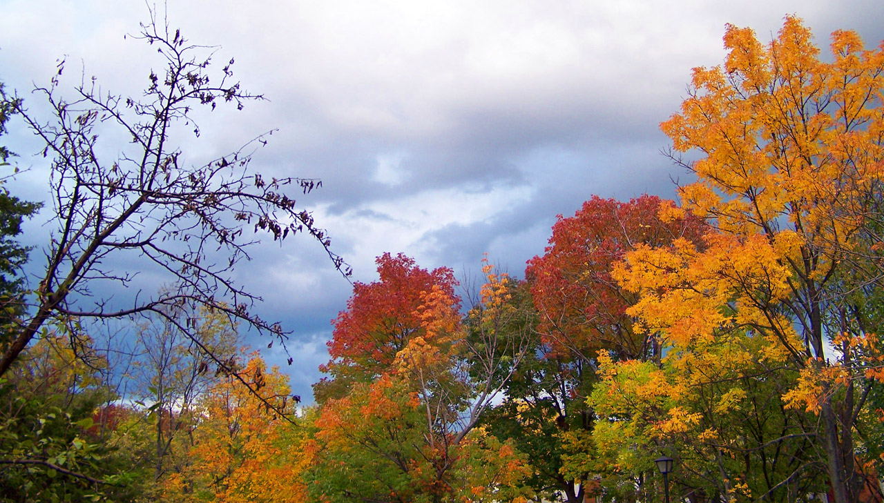 Autumn Trees And Threatening Clouds Free Stock Photo - Public Domain ...