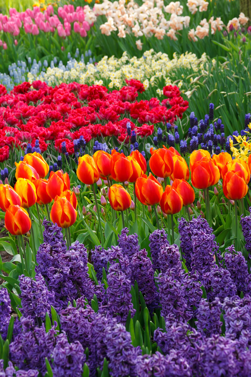 Photo Flower Images - Free Images : flower, petal, tulip, red, macro ...