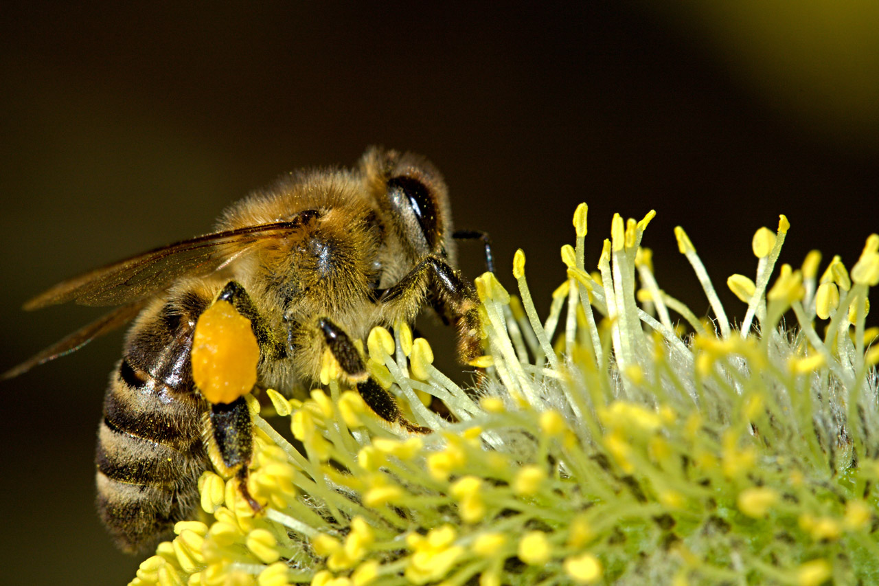 Bees Free Stock Photo - Public Domain Pictures