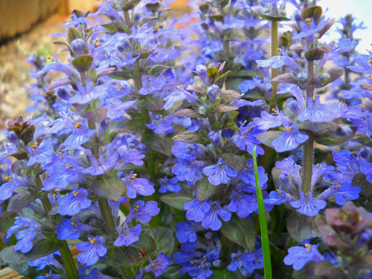 blue flowers for hair