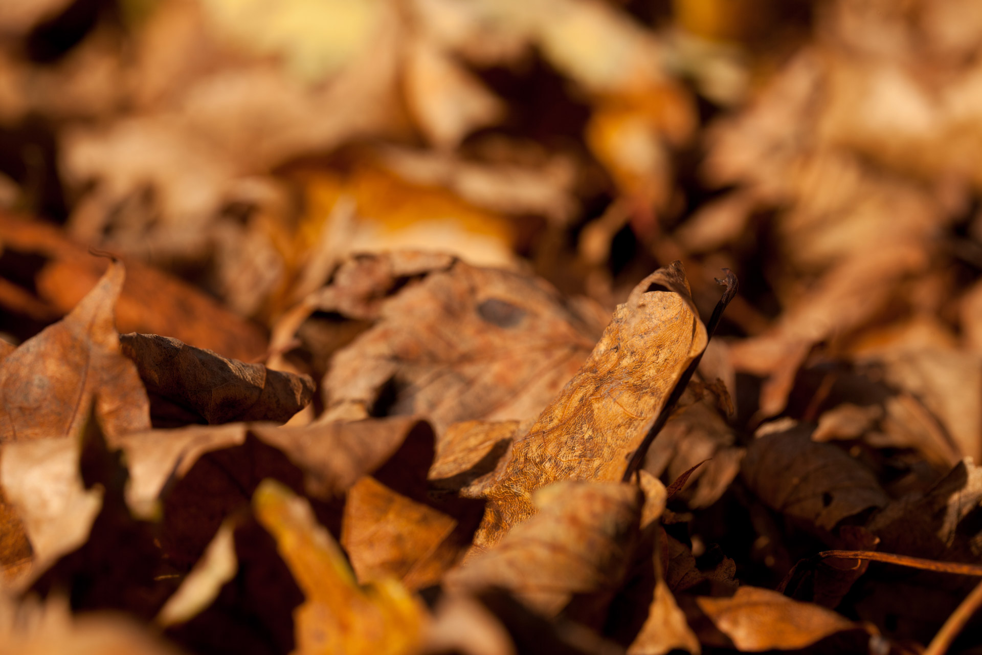 brown-autumn-leaves-free-stock-photo-public-domain-pictures