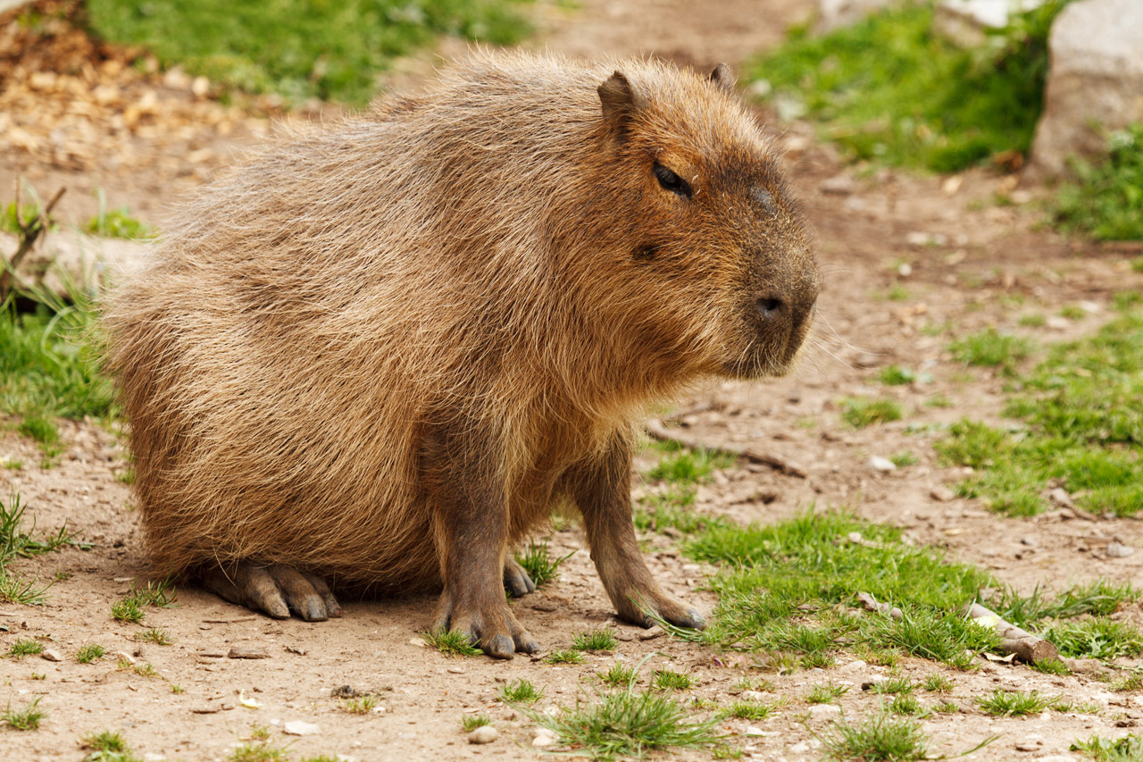 Capybara Free Stock Photo - Public Domain Pictures