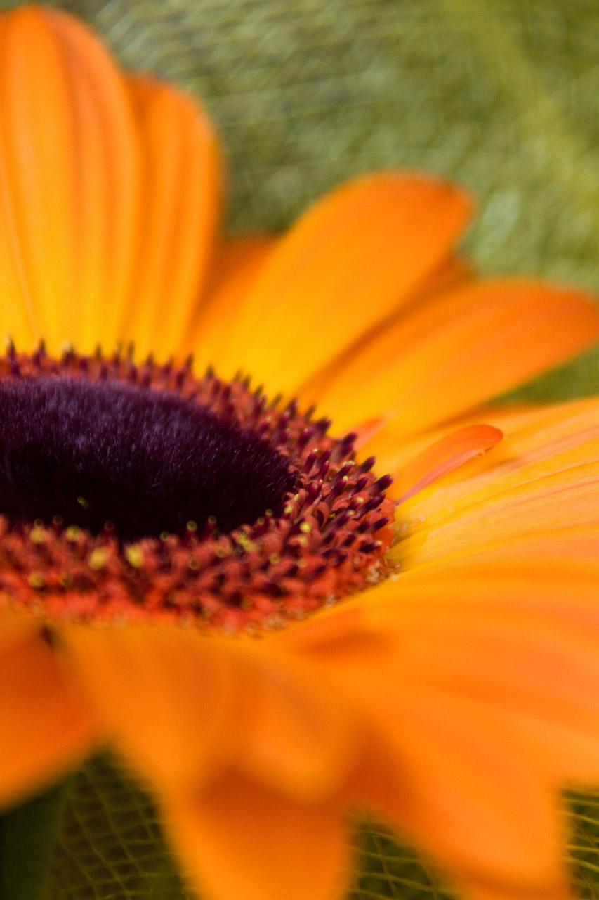 Daisy Free Stock Photo - Public Domain Pictures