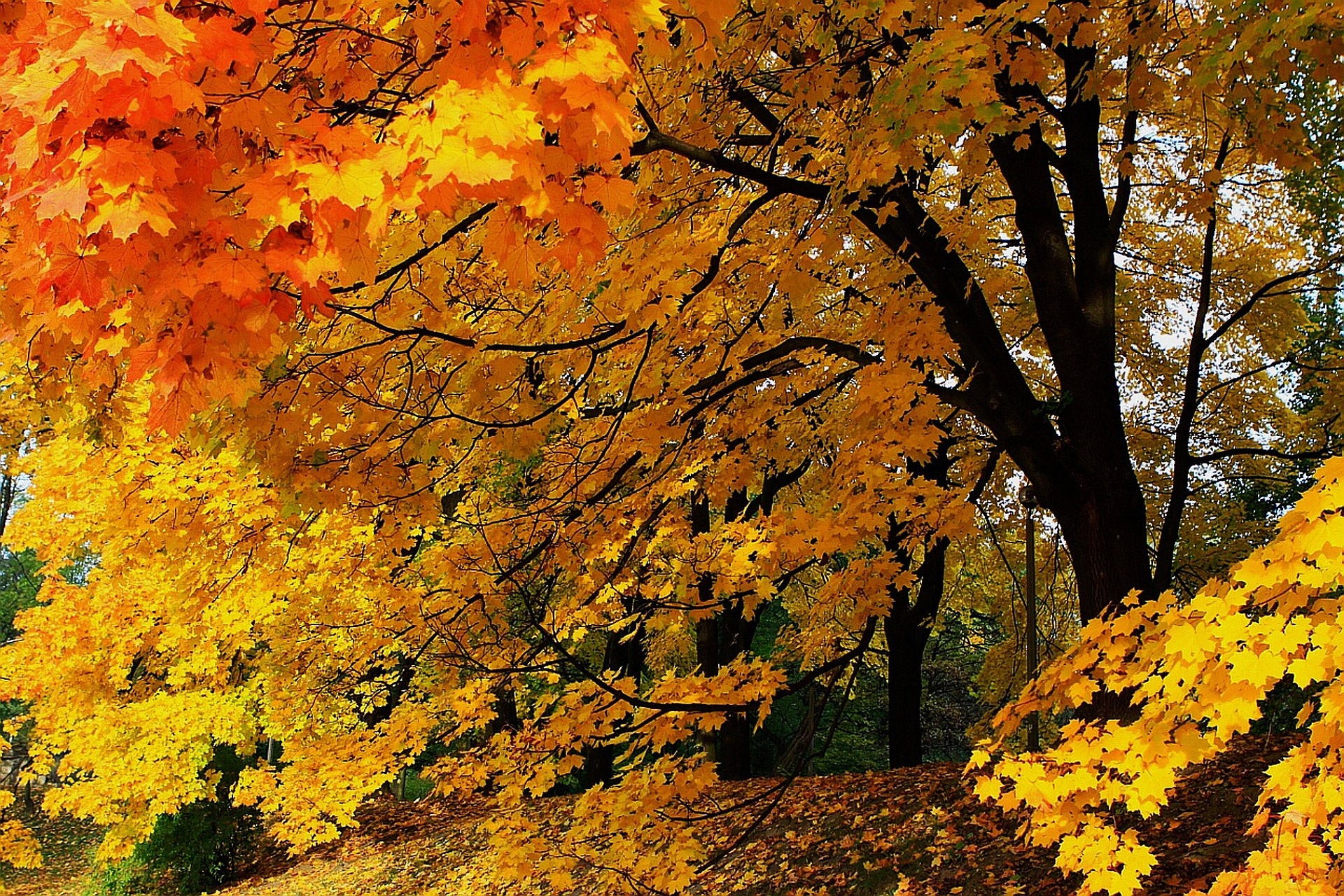 Fall Time Free Stock Photo - Public Domain Pictures