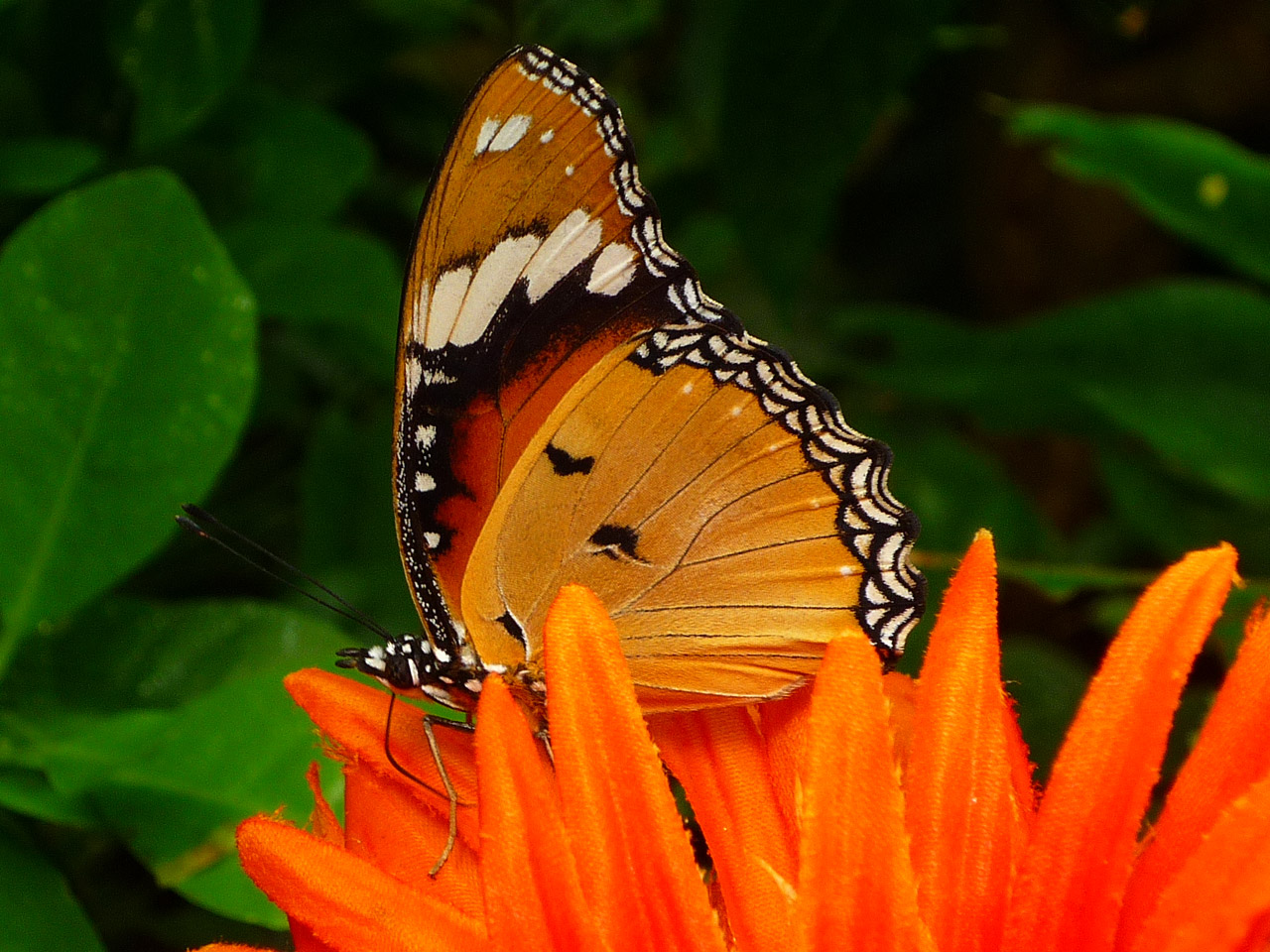 butterfly-free-stock-photo-public-domain-pictures