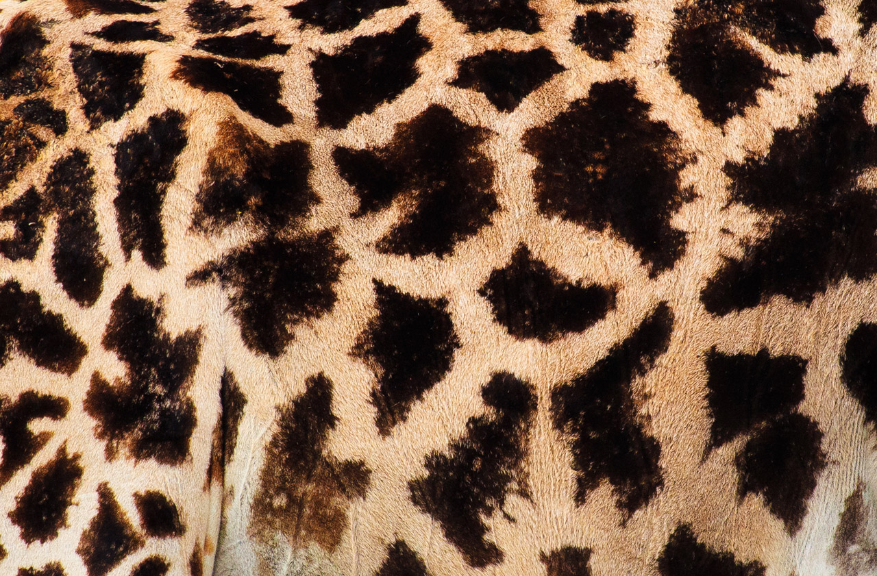 Texture girafe
