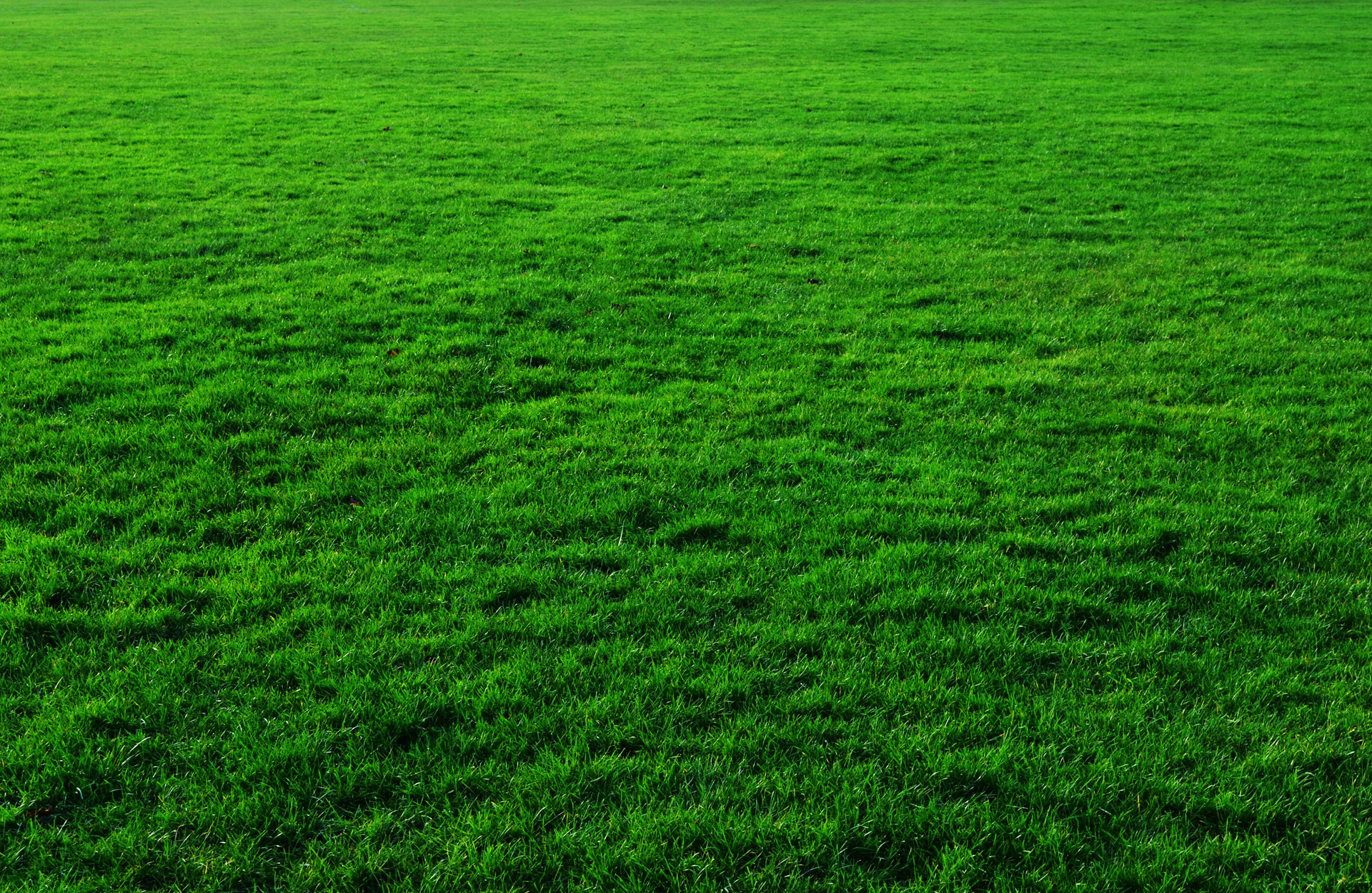 Featured image of post Grass Bakground : Free grass background vector download in ai, svg, eps and cdr.