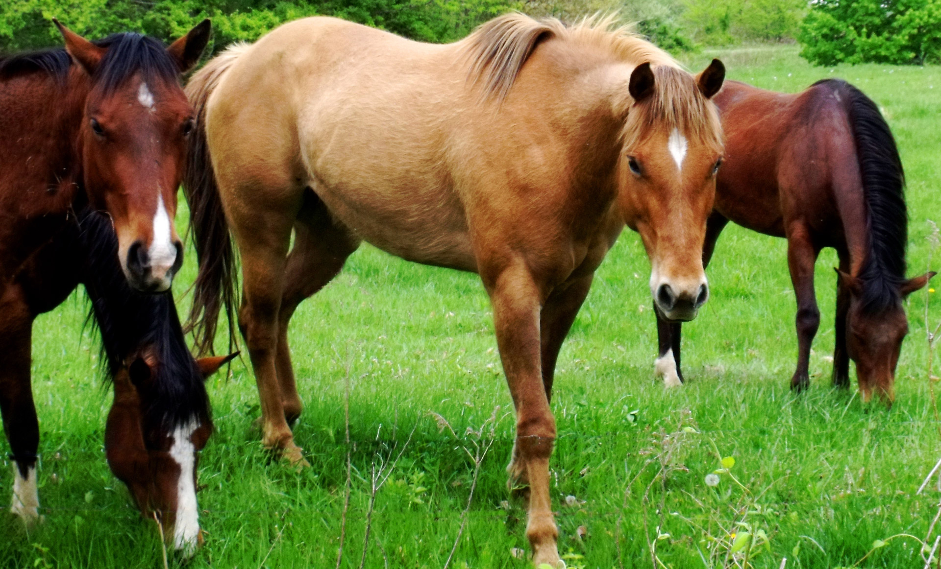 horses-free-stock-photo-public-domain-pictures