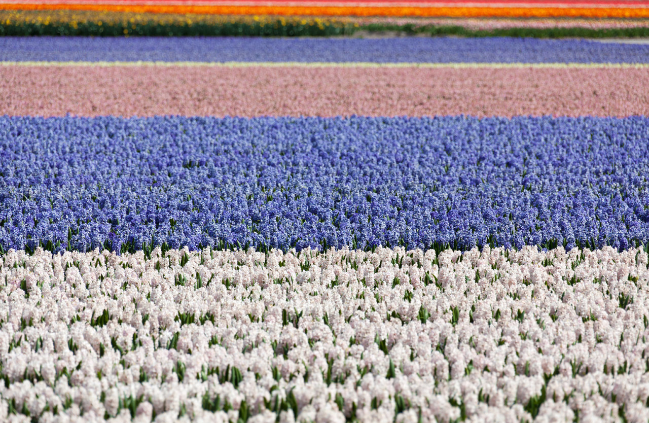 Hyacinth Fields Free Stock Photo - Public Domain Pictures