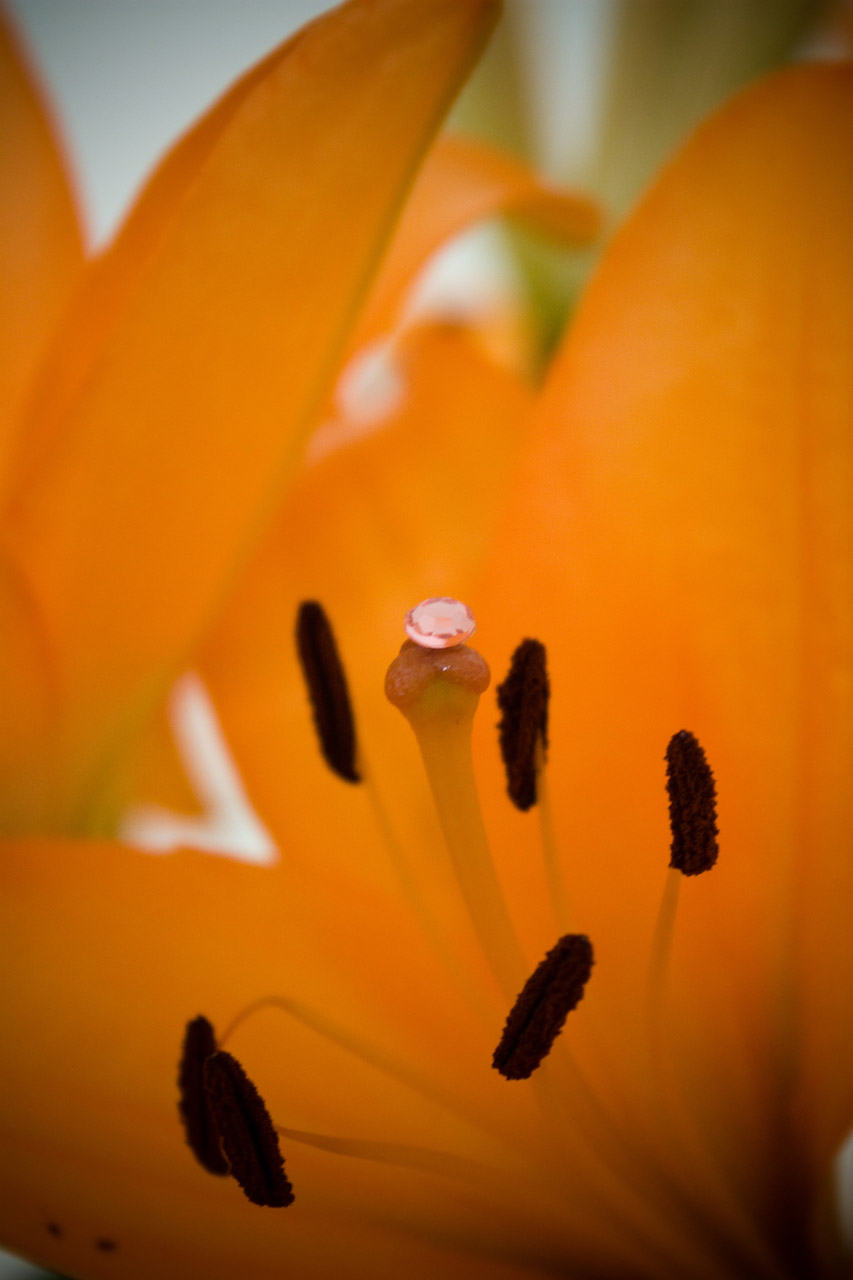 Lily With Diamond Free Stock Photo - Public Domain Pictures